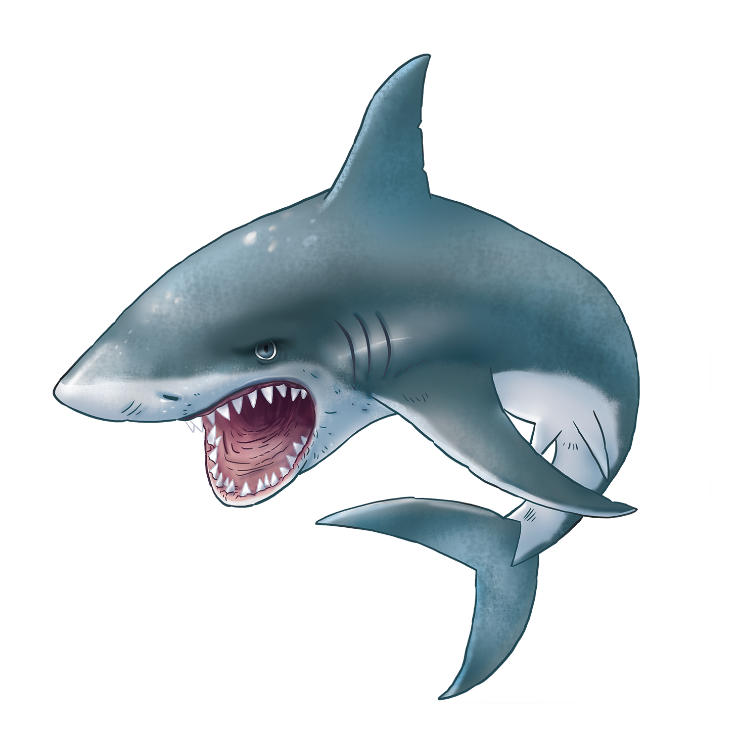 Clipart shark megalodon.