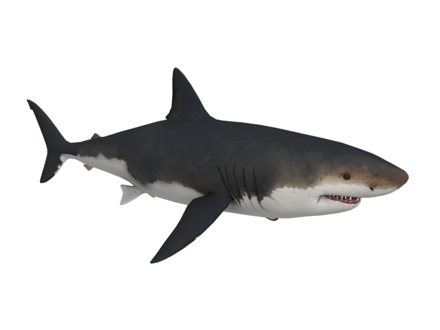 Tiger shark Great white shark Megalodon