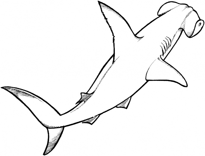 Outline shark clipart.
