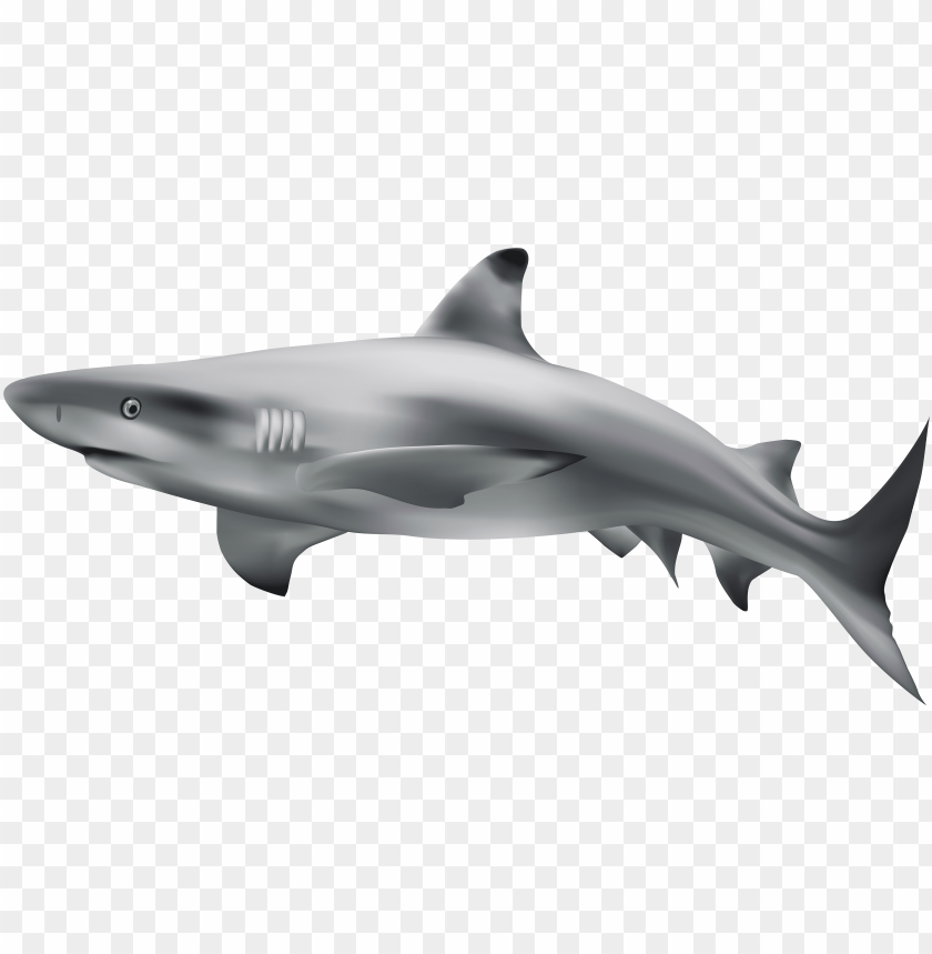 Drawing shark real