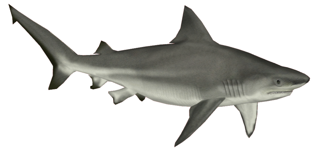 Clipart shark free.