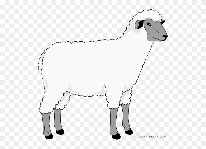 Sheep clip art.