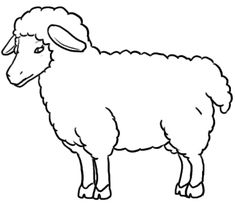 Sheep drawing step.