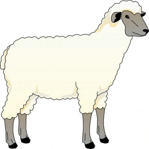 Pictures Of Sheep