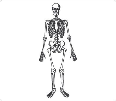 Human skeleton Clip Art