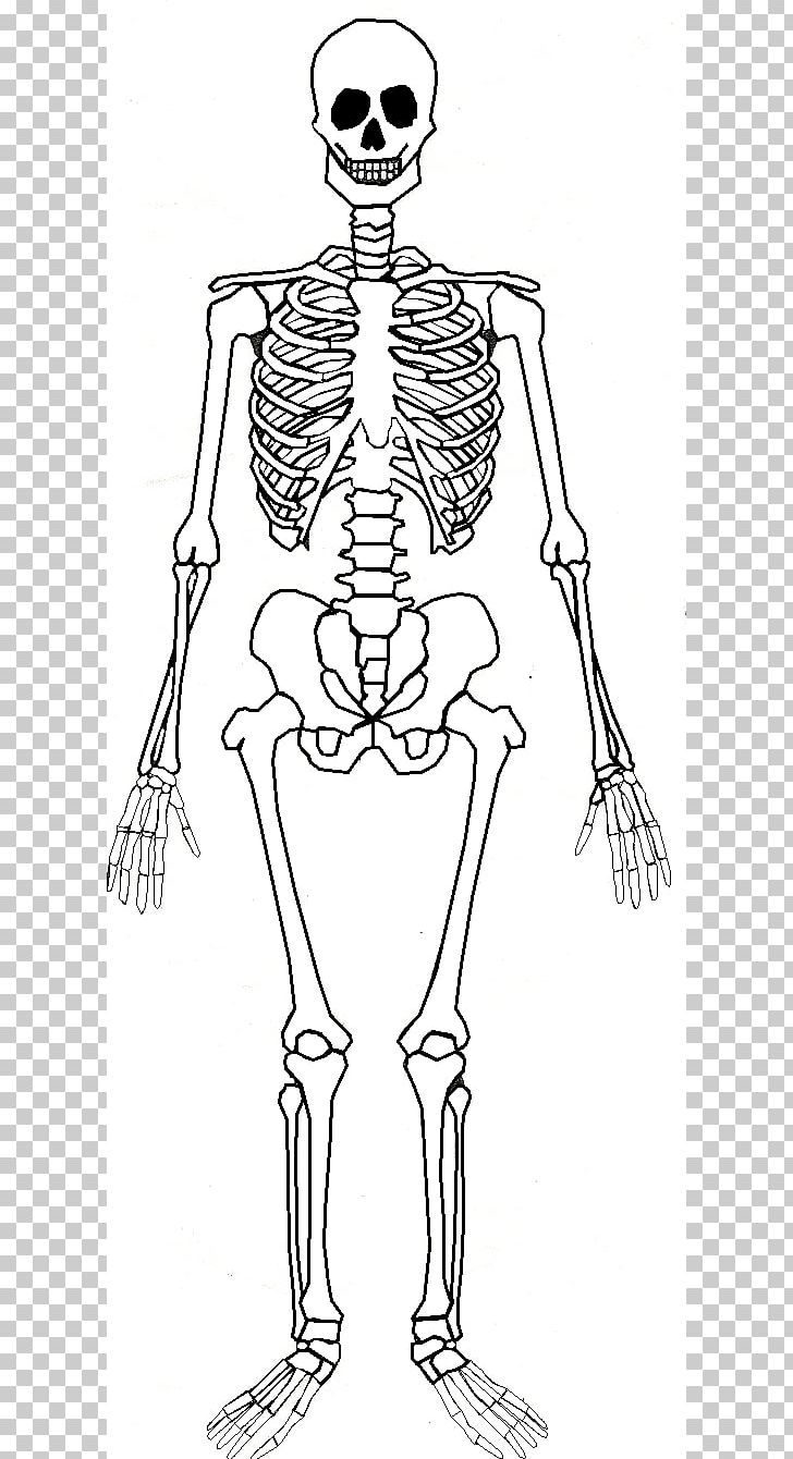 Human skeleton human.