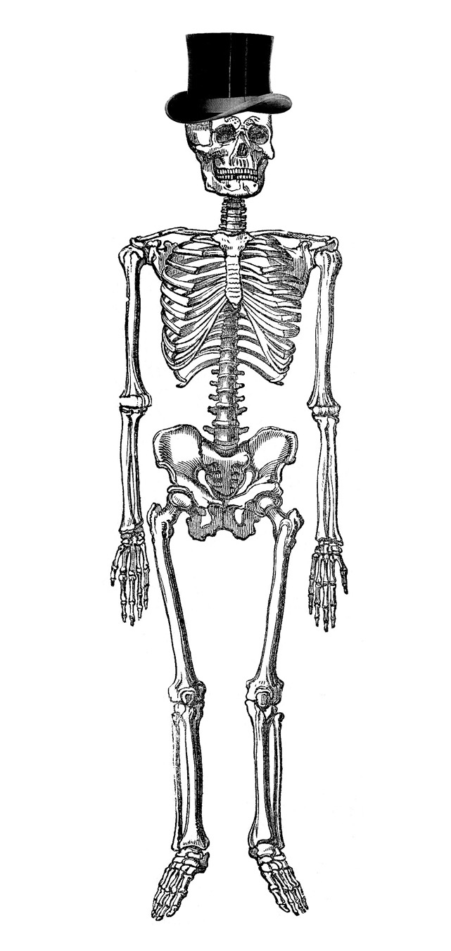 Vintage anatomy skeleton.