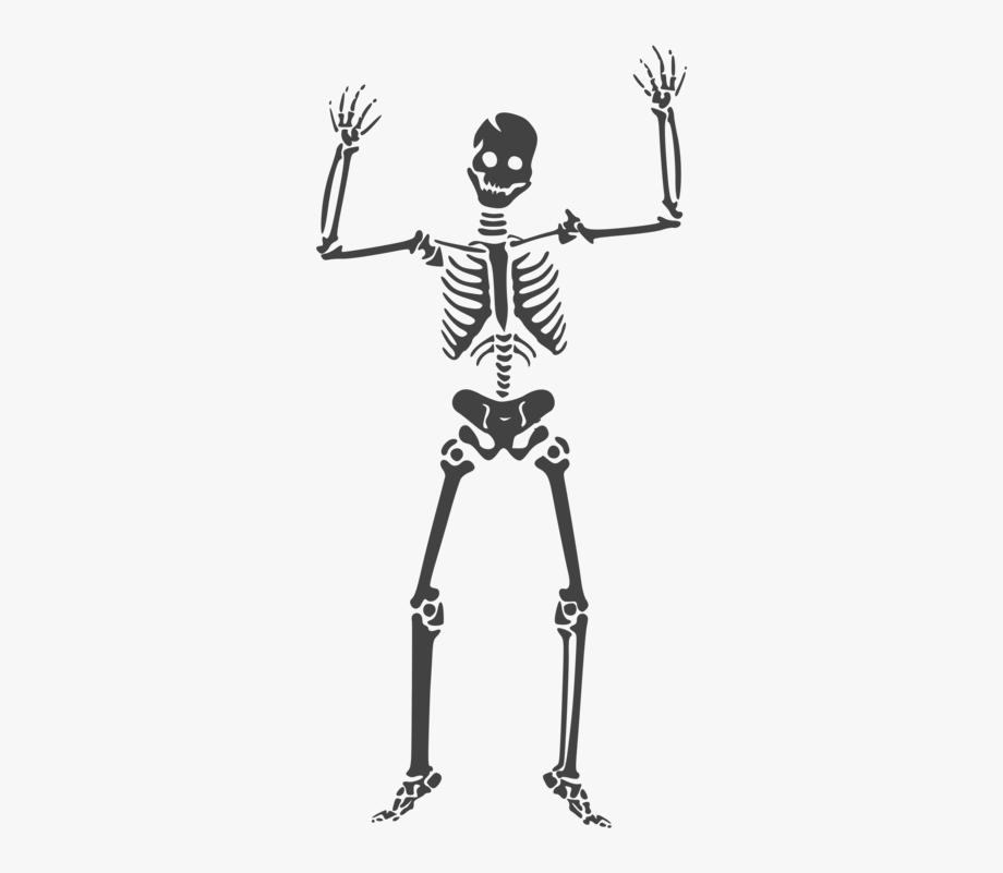 Human Skeleton Skull Anatomy Human Body