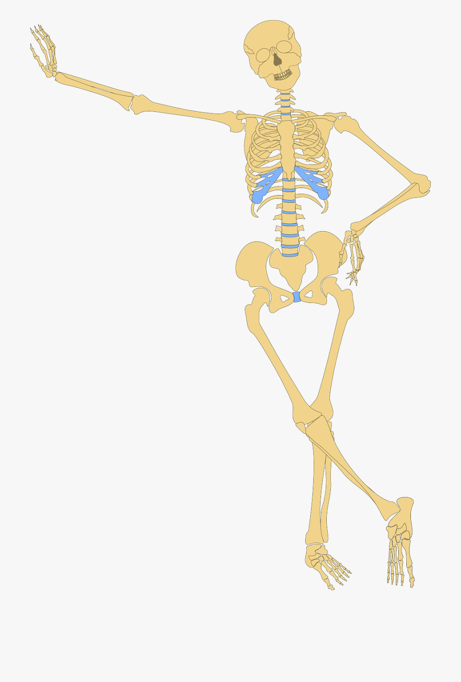 Skeleton Png Human