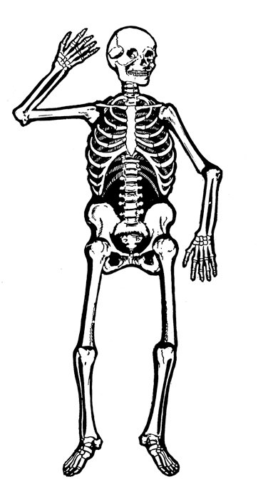 skeleton clipart anatomy
