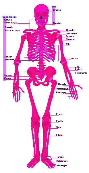 Clipart skeleton colorful.