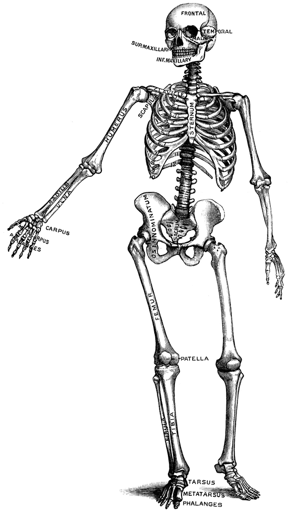 Human skeleton clipart.