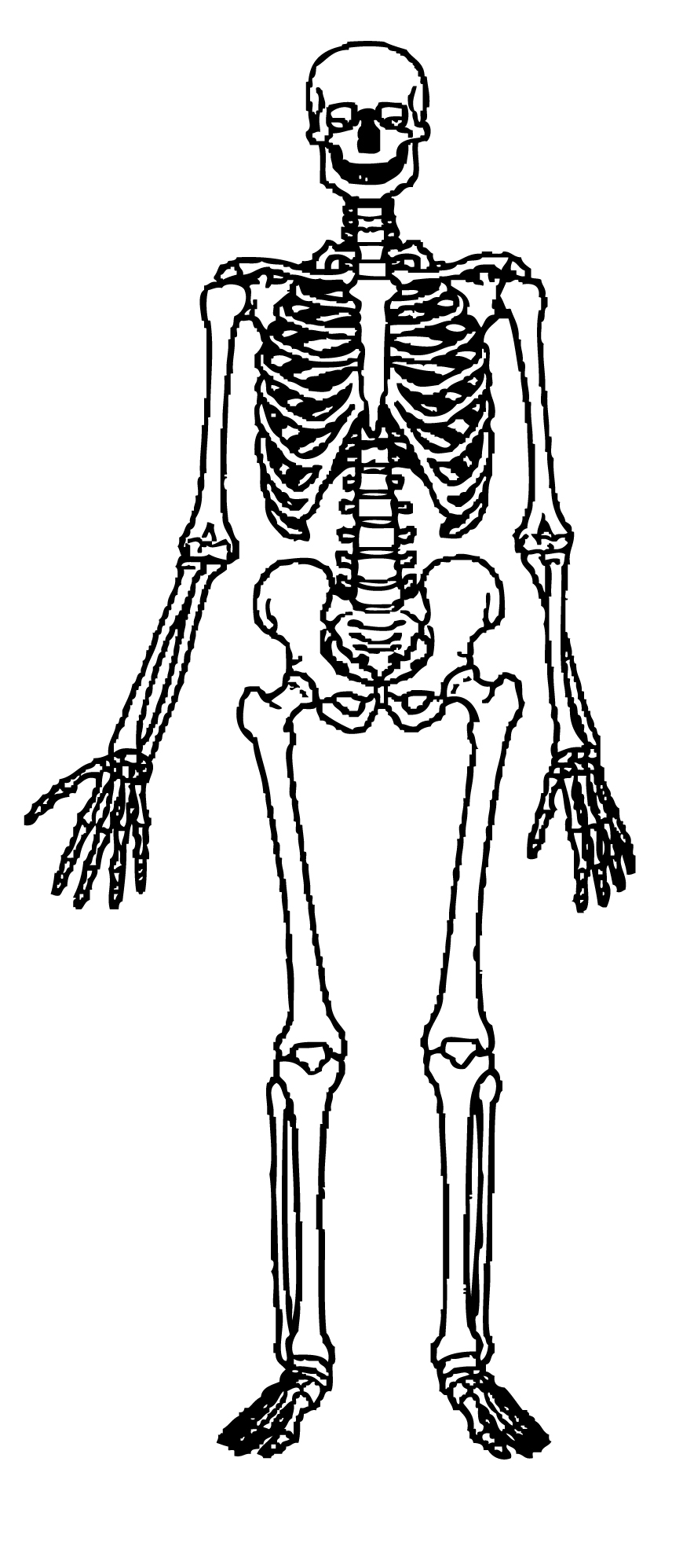 skeleton clipart human