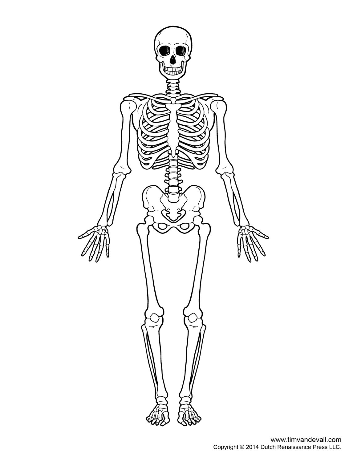 How To Draw A Skelton Diagram