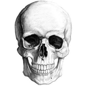 Realistic skull drawing.