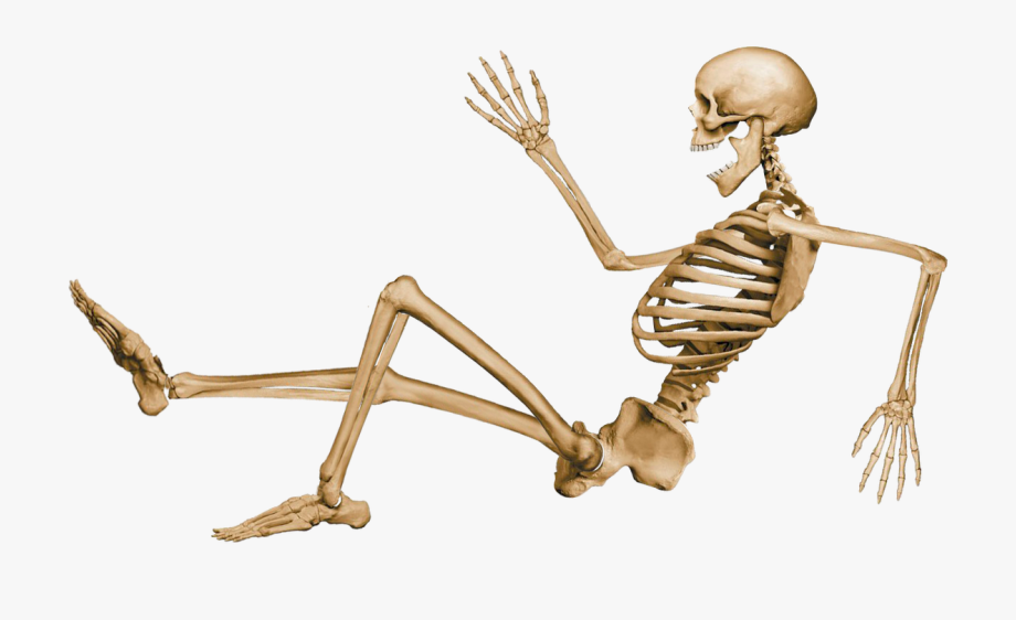 Clipart skeleton science.