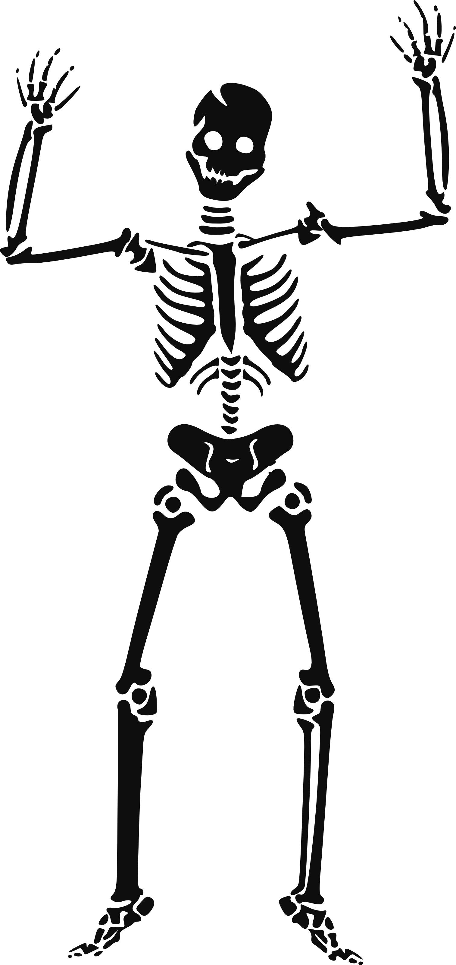 Clipart skeleton science, Clipart skeleton science