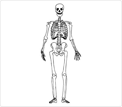 skeleton clipart standing