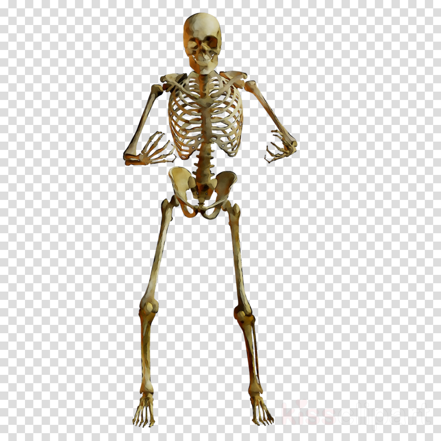 Skeleton clipart human.