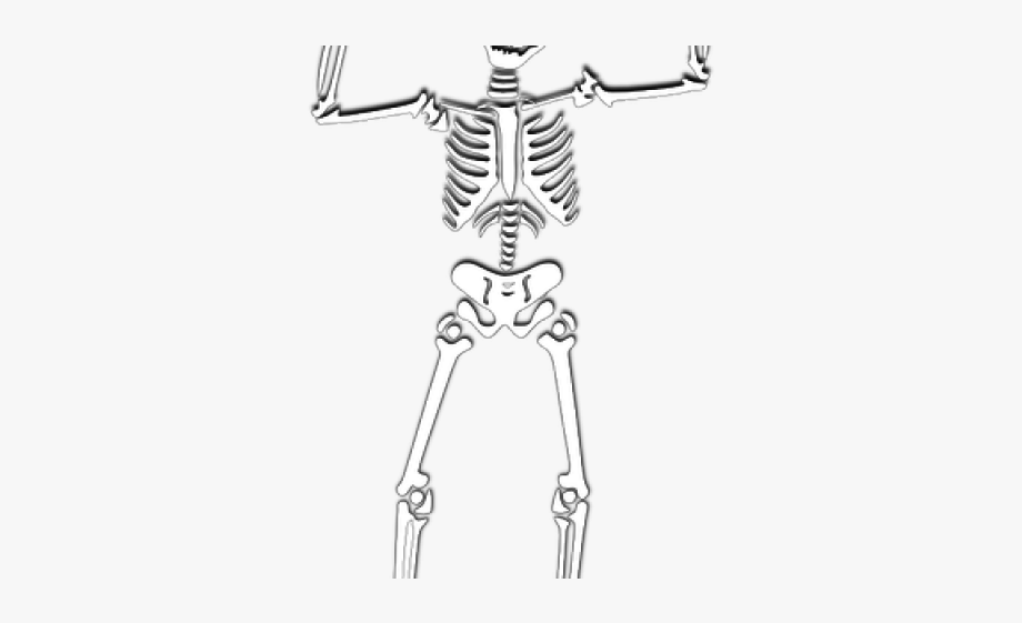 Skeleton Clipart Vector