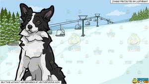A Quiet Border Collie Dog and Ski Slope Background