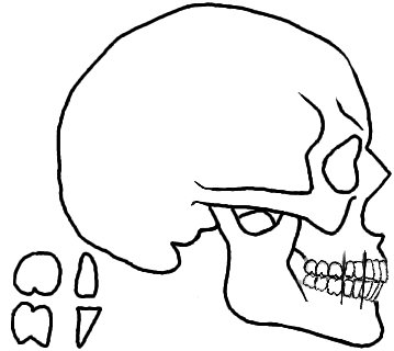 Free skull profile.