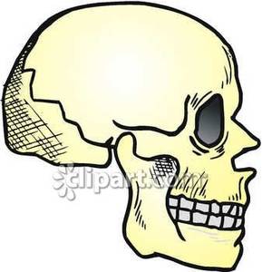 Side View Of A Human Skull