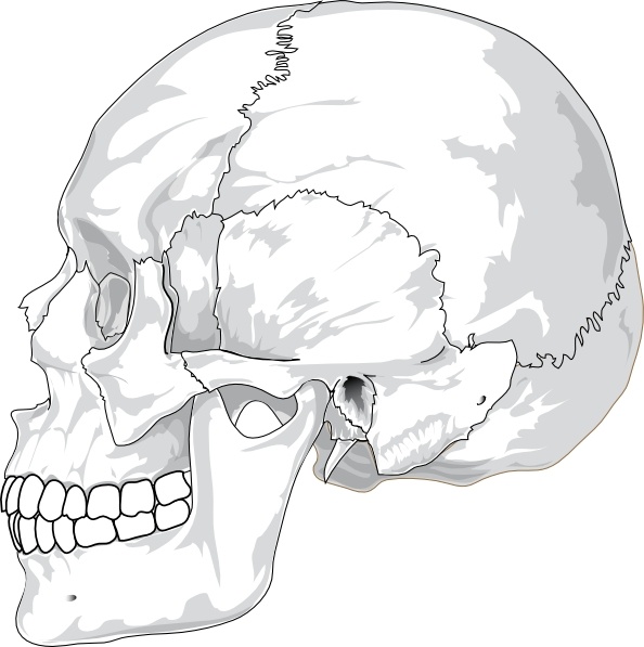Human skull side.