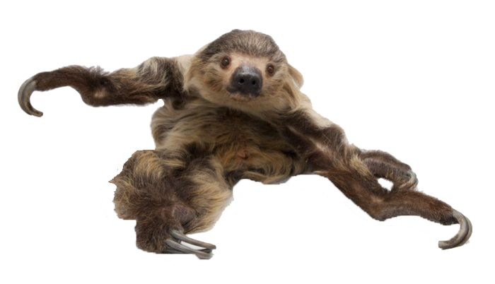 Hoffmanns twotoed sloth.