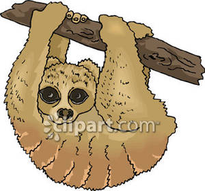 Baby sloth hanging.
