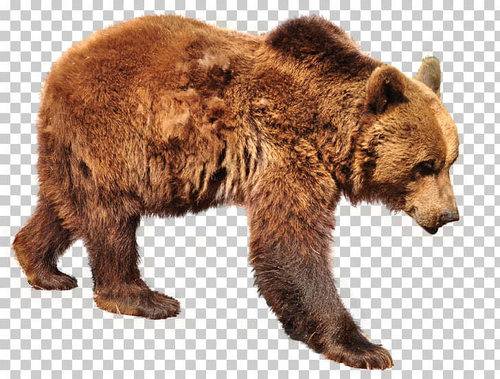 Grizzly bear Brown bear Polar bear Sloth bear, bear PNG