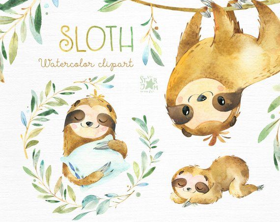 Sloth little animals.
