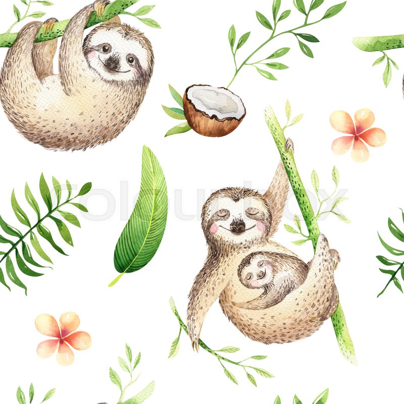 Baby animals sloth nursery isolated