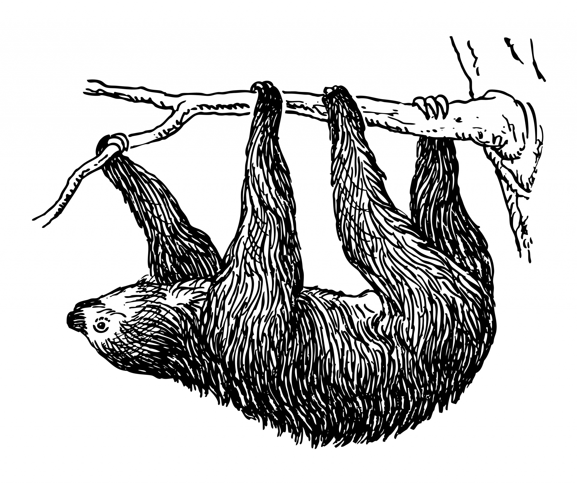 Free sloth cliparts.
