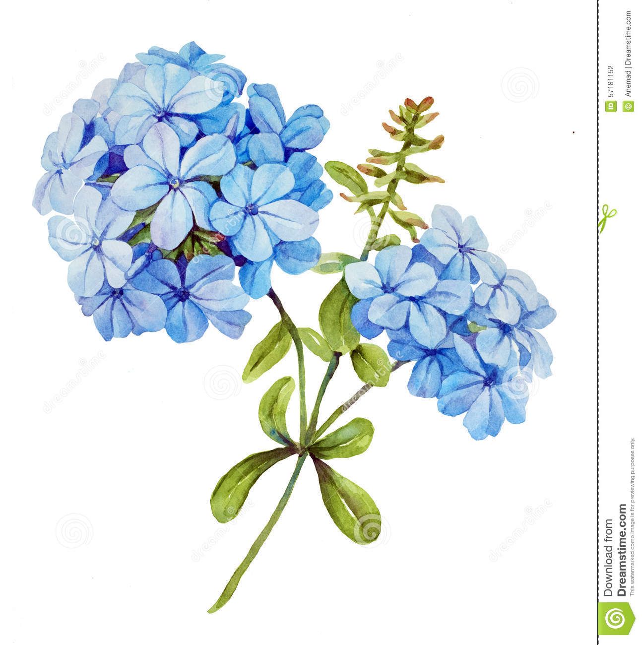 Blue Jasmine Watercolor Flower