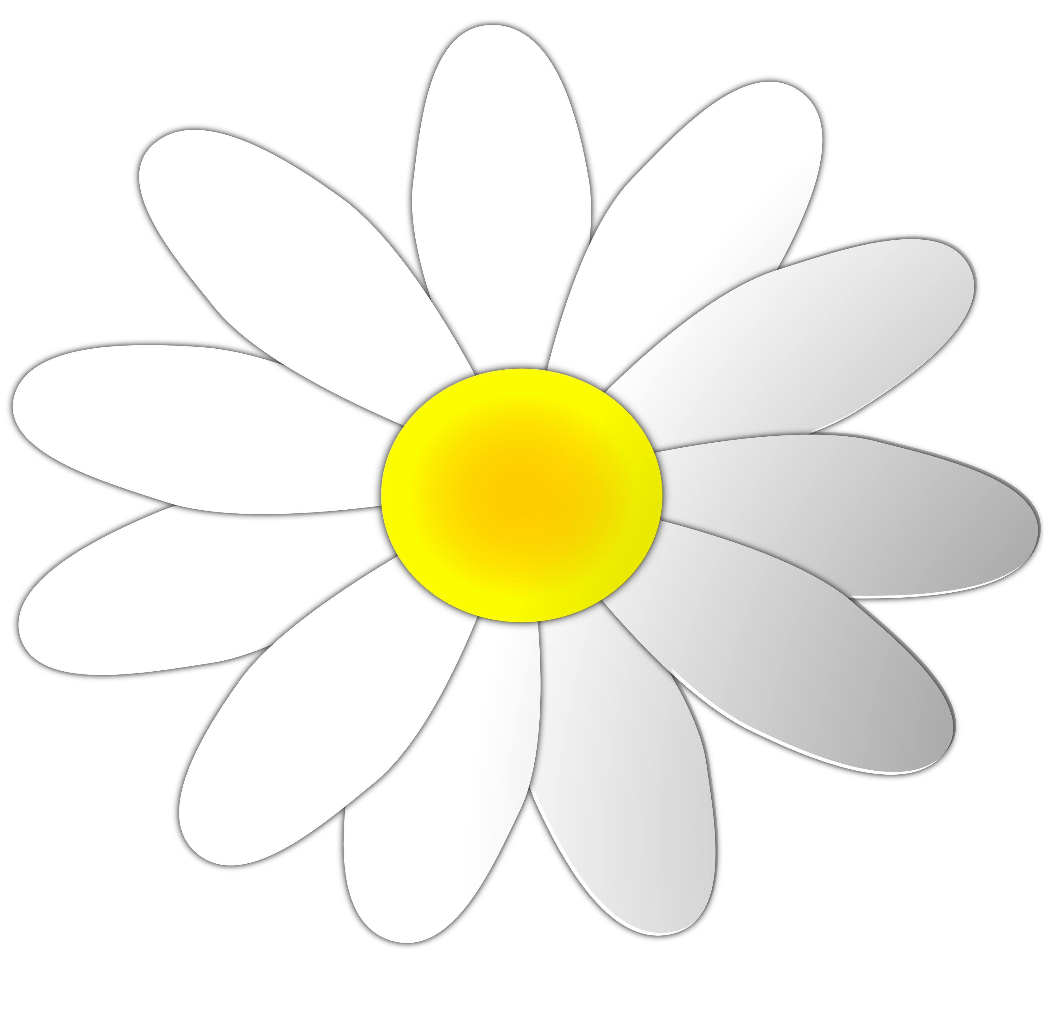 Free daisy pictures.