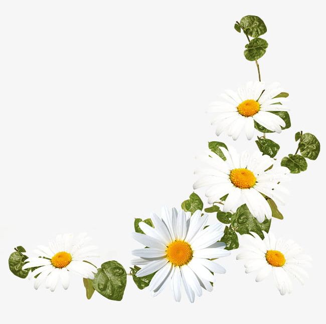 White Daisy Flower Decoration Pattern PNG, Clipart, Daisy