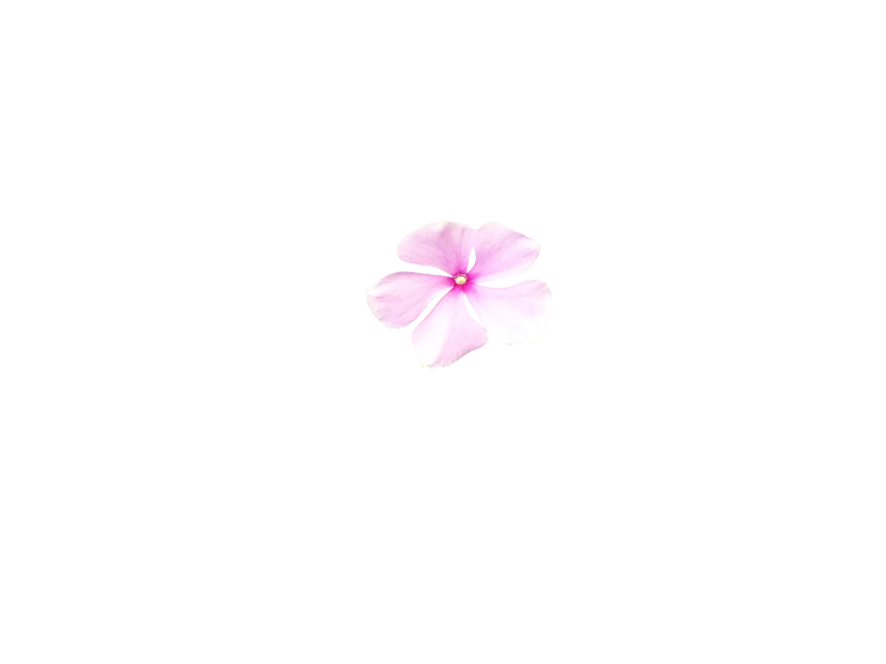 small flower clipart pink