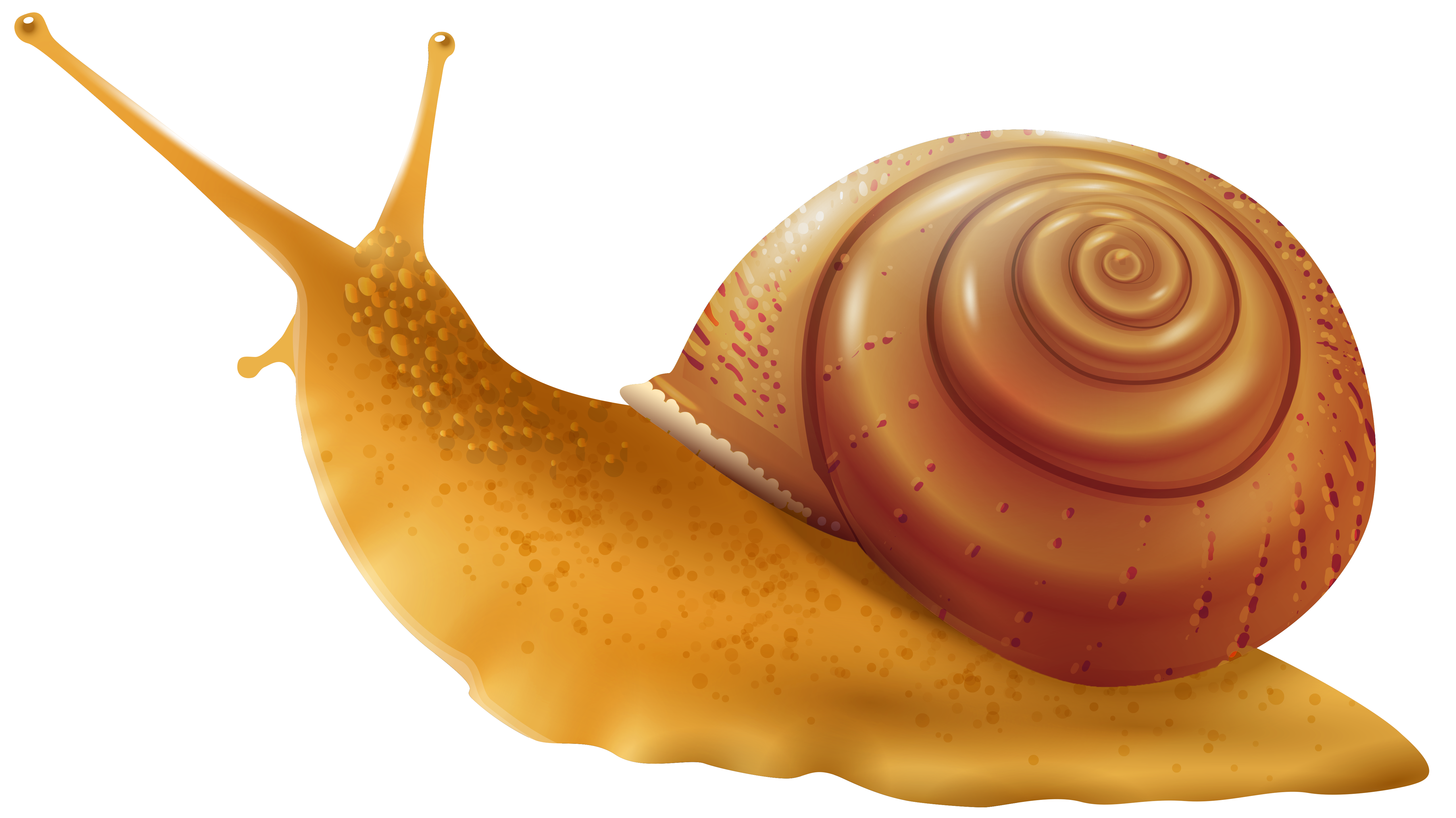 Snail png clip.