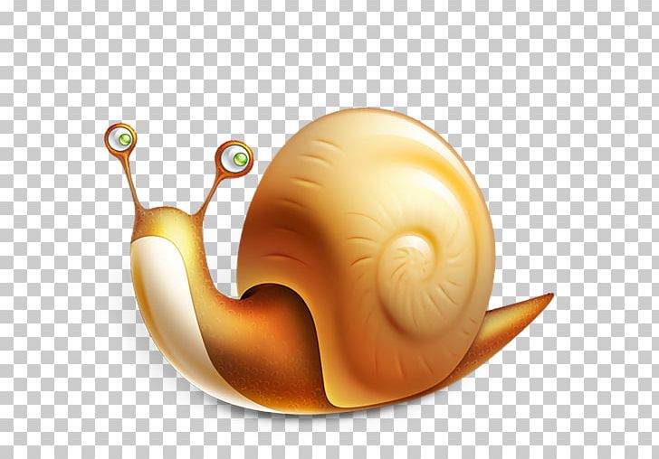 Sea snail caracol.