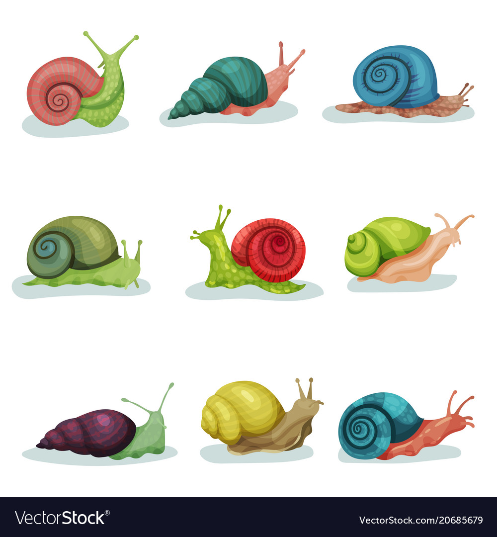 Collection of snails of different shell colours