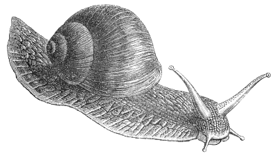 Free Black and White Snail Clipart