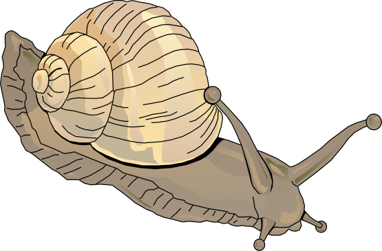 Snail clipart image.