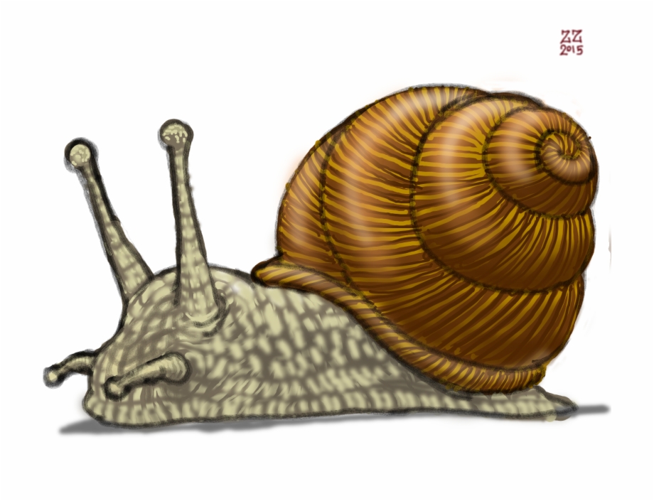 Drawn snail drawing.