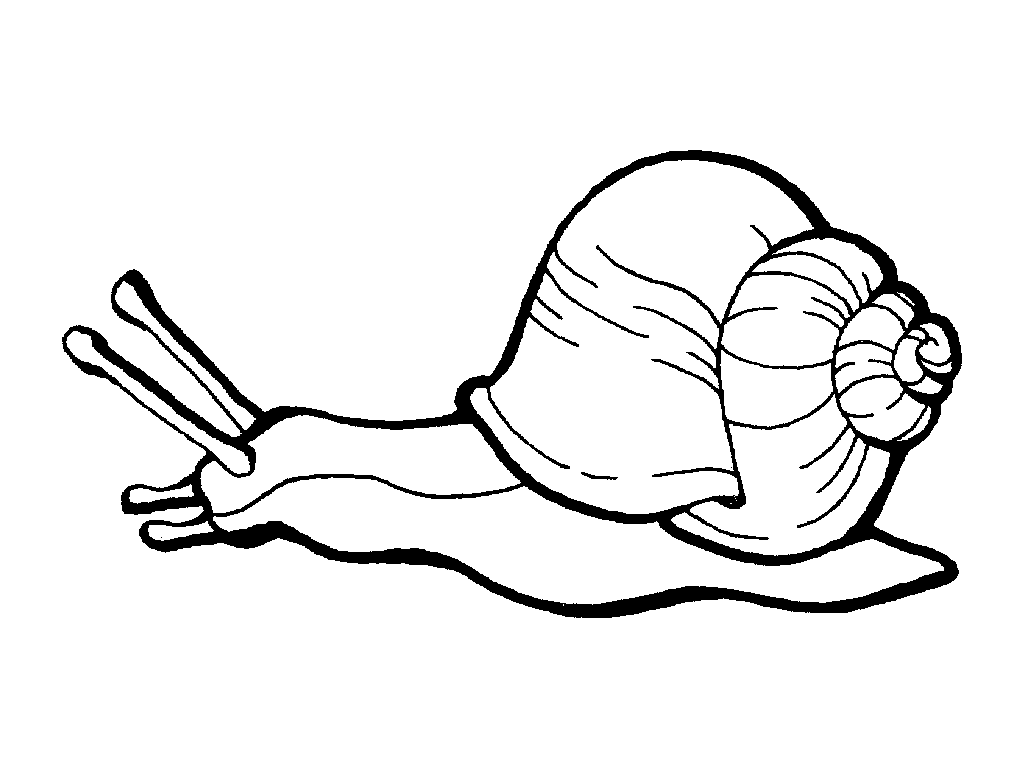 Realistic snail drawings.