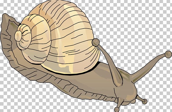 Sea snail png.