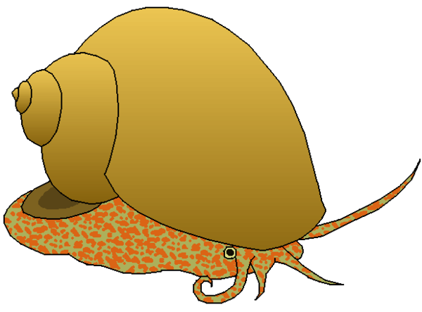 Sea Snail Clipart