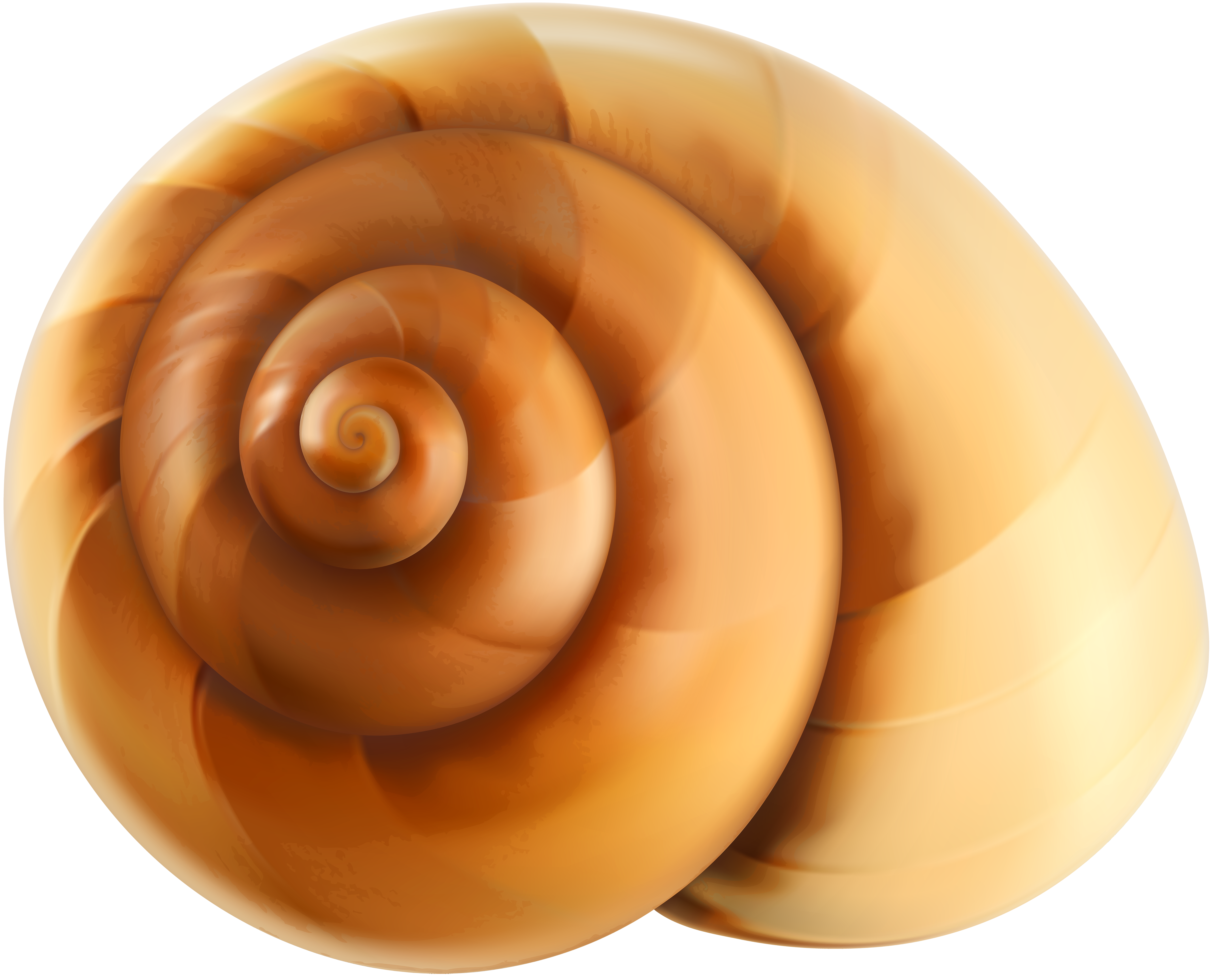 Sea snail shell.