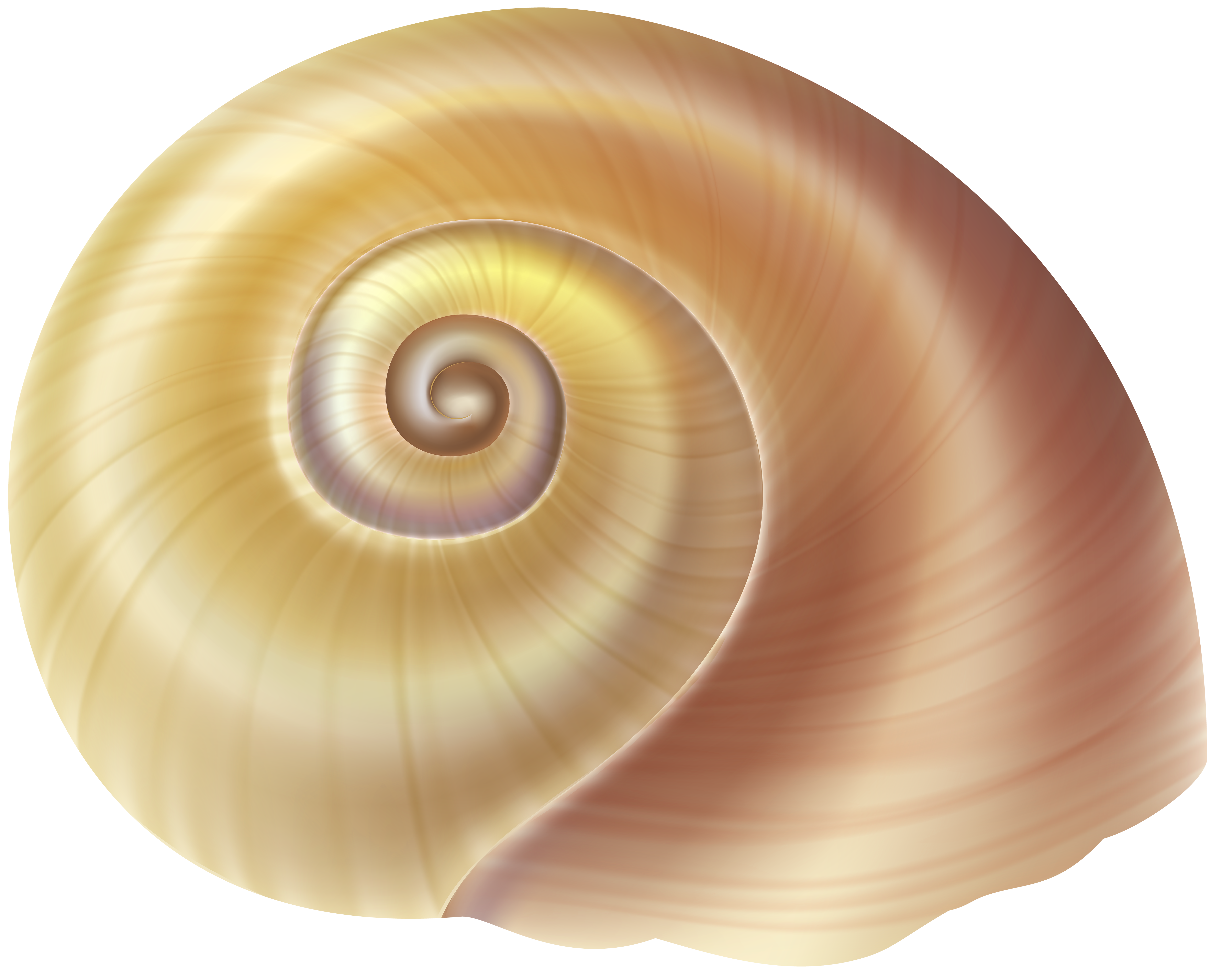 Sea Snail Shell PNG Clip Art Image