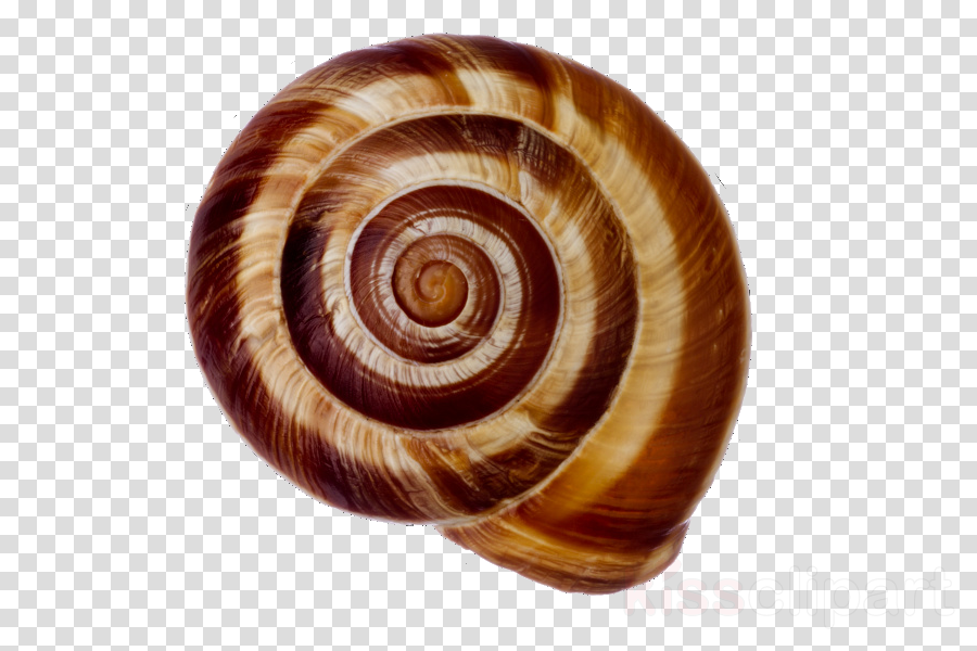 Sea snail spiral.